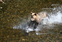 bear gets salmon