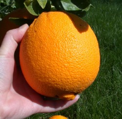 pick an orange